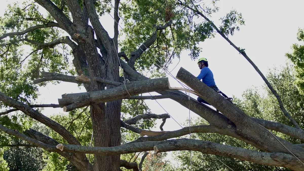 Professional Crown Thinning performed by certified arborists in Norfolk